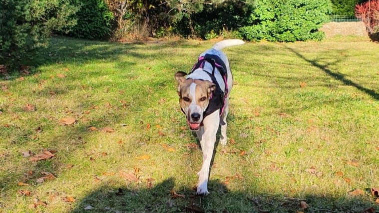 "Fee" kostete ein Autounfall ein Bein, doch auch sie durfte das Tierheim verlassen.