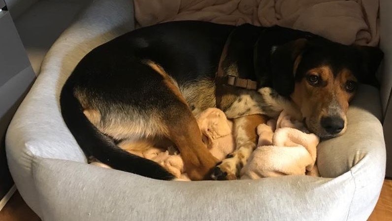 Leider nur noch drei Beine, aber kein bisschen müde: "Ruby" steht einem glücklichen Leben auch nichts mehr im Weg.