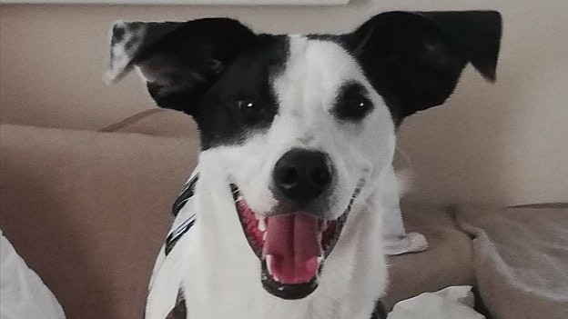 "Dorka" ist noch nicht mal richtig erwachsen und trotzdem schon nierenkrank, weshalb ihre Lebenserwartung eher gering eingeschätzt wird. 