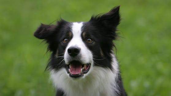 Border Collie "Rosi" ging beim Spaziergang verloren.