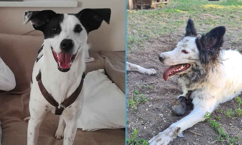 Nicht jeder Hund ist 