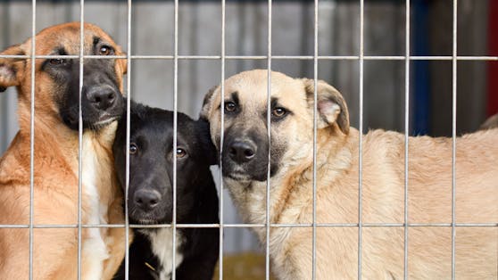 Um einen zusätzlichen Anreiz für die vielen, lieben Tierheimhunde zu schaffen, entfällt nun in Wien die Hundesteuer auf drei Jahre.
