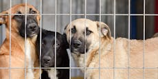 Beschluss: Für Hund aus Wiener Tierheim entfällt Steuer