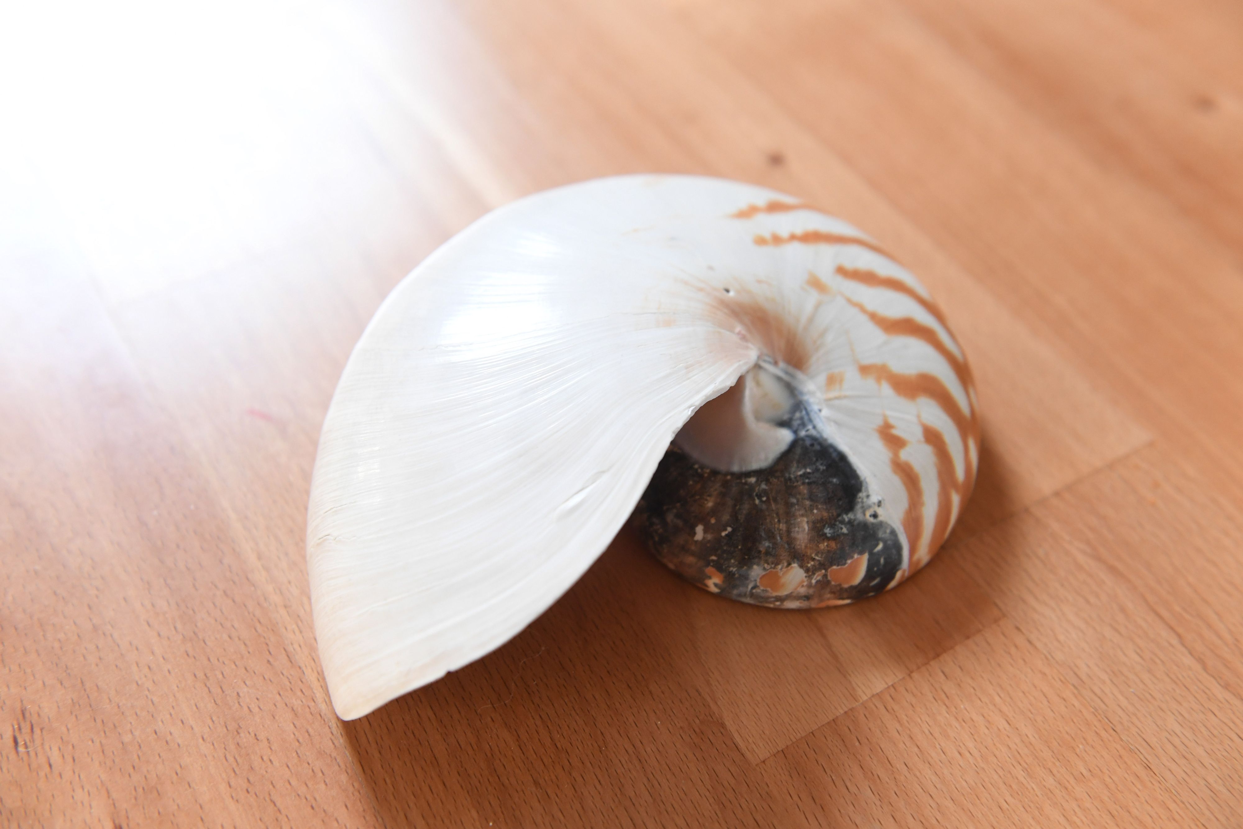 Das spritzwasserfreie Urinal hat eine tiefe, lange Form und eine Oberflächengeometrie, die von der glatten, geschwungenen Kurve der Nautilusschnecke inspiriert ist. (Bild).