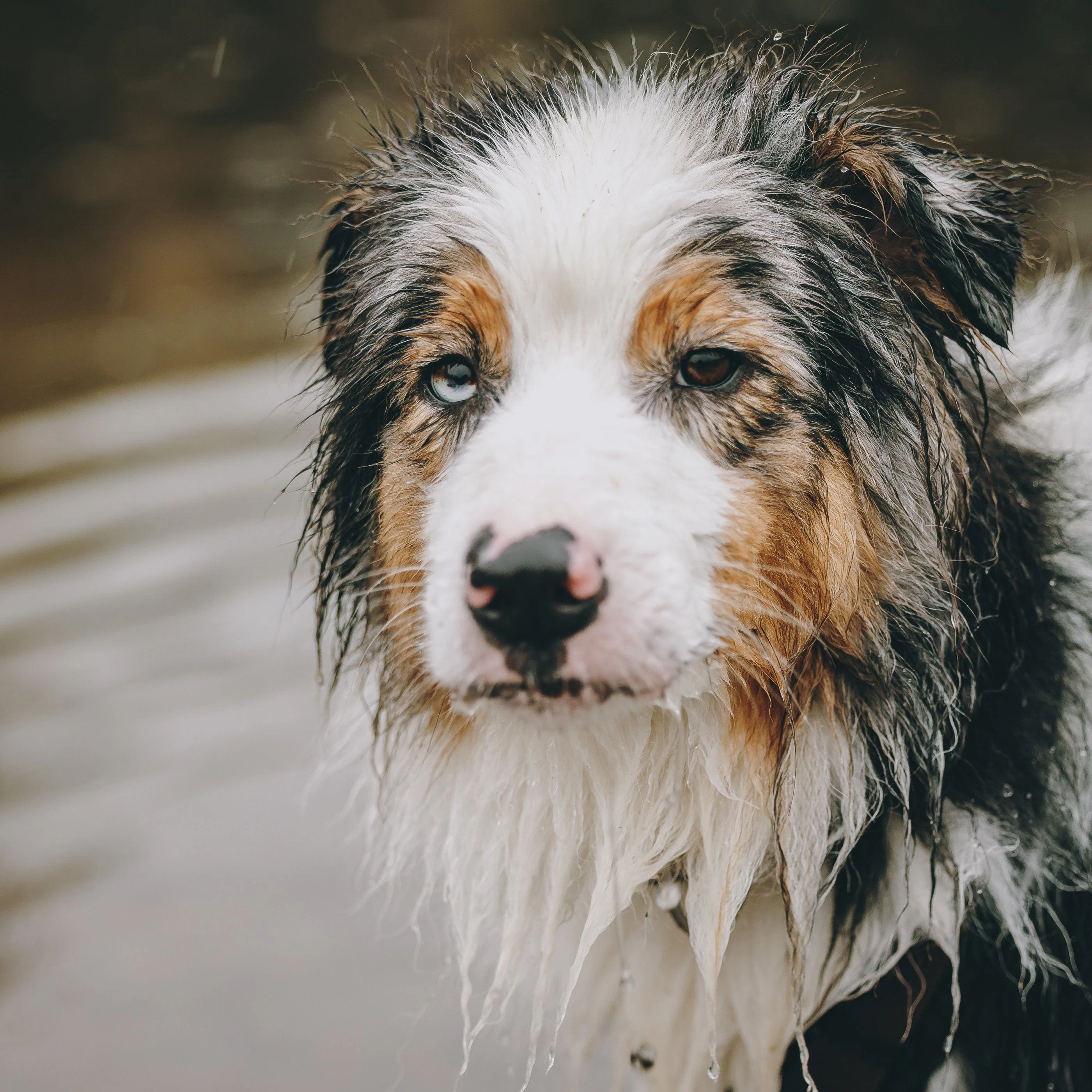Kein begossener Pudel, doch auch ein Australian Shepherd kann sich offensichtlich Schöneres als kaltes Regenwetter im Herbst vorstellen.