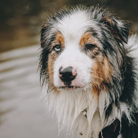 Kein begossener Pudel, doch auch ein Australian Shepherd kann sich offensichtlich Schöneres als kaltes Regenwetter im Herbst vorstellen.