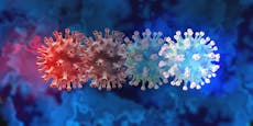 Forscher entdecken neue Coronaviren in Fledermäusen