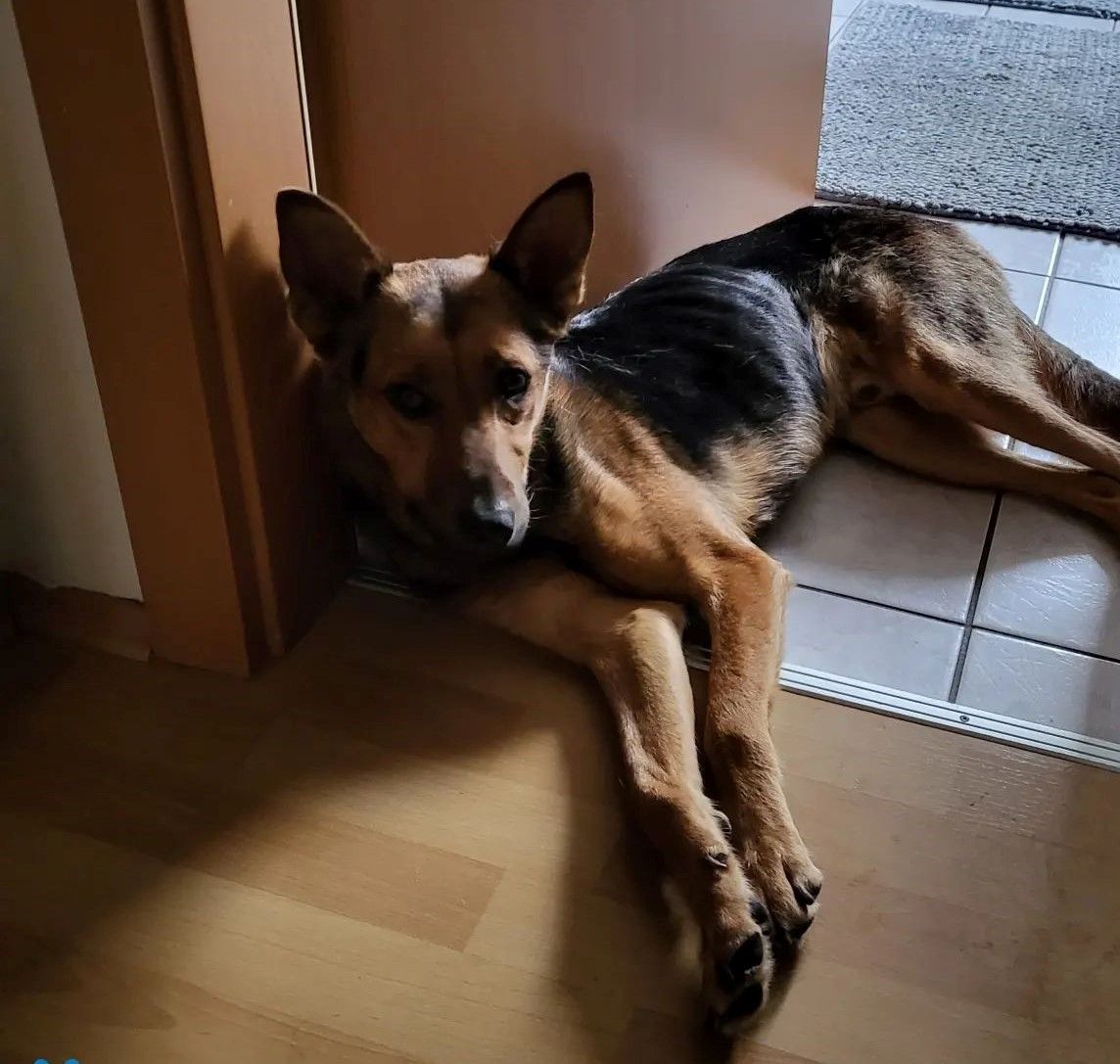 Der Hund hatte ein Knochenstück im Mund und konnte es nicht mehr ausspucken. Nun geht es ihm gut.