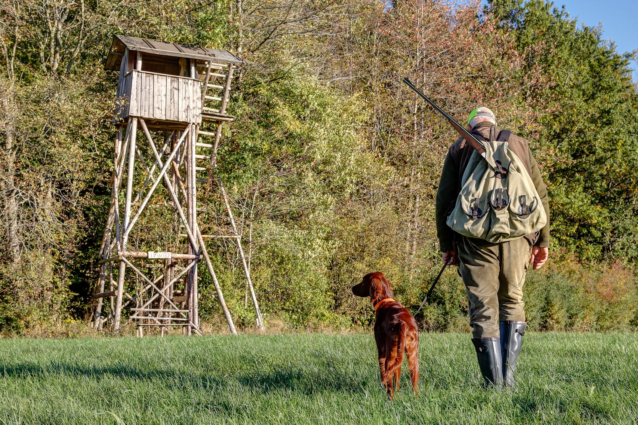 Der Jäger führte seinen Hund in den Wald, um ihn dort zu töten. Symbolbild.