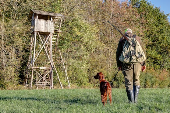 Der Jäger führte seinen Hund in den Wald, um ihn dort zu töten. Symbolbild.