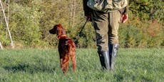 Jäger sticht eigenen Hund nieder – Verfahren eingestellt