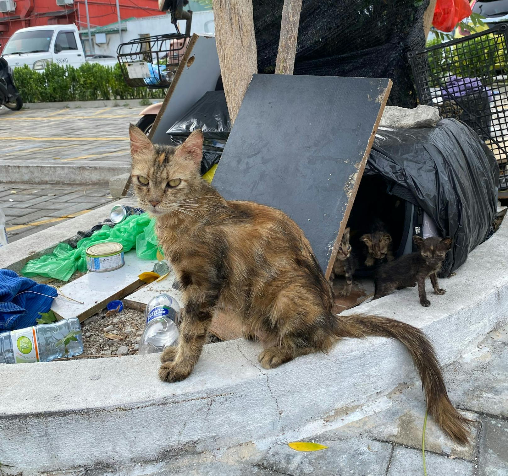 Eine Kastrationsklinik soll gegen die unkontrollierte Vermehrung von Katzen helfen.