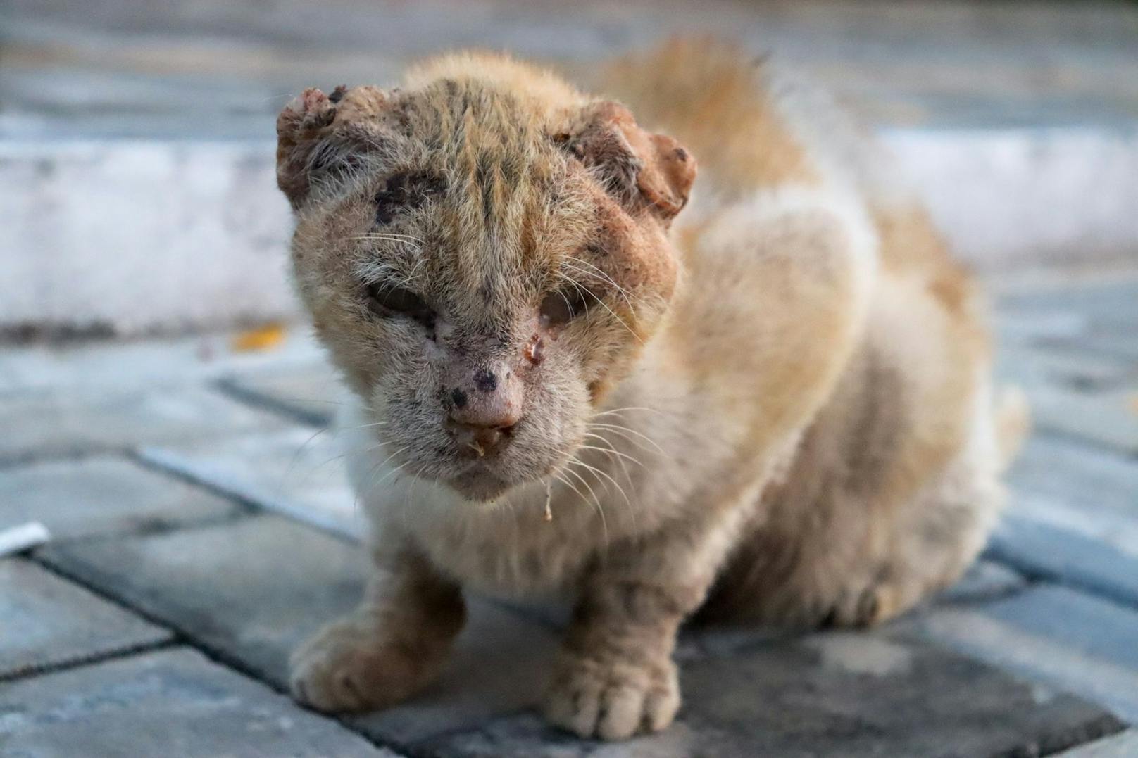 Eine Kastrationsklinik soll gegen die unkontrollierte Vermehrung von Katzen helfen.