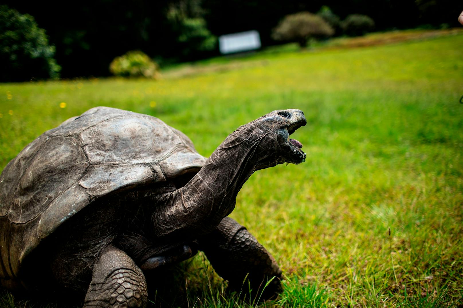 Jonathan ist, wie offiziell vom Guinness-Buch der Rekorde bestätigt, die älteste Schildkröte der Welt.