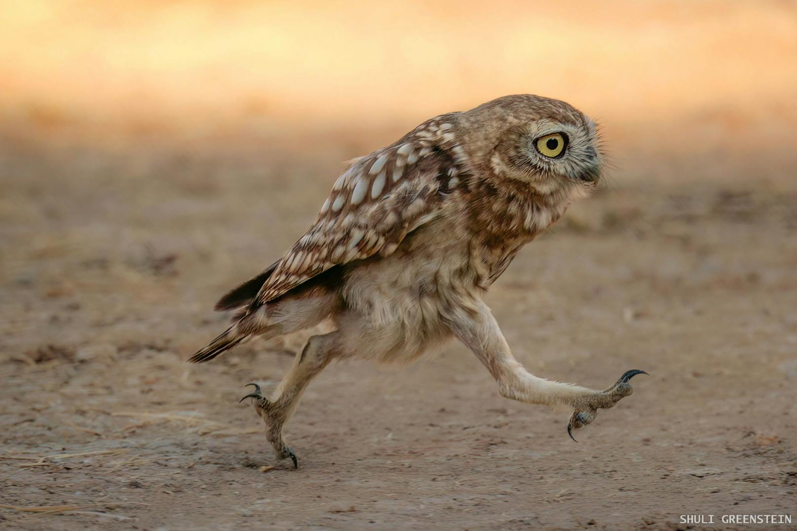 "Rushing Little owl fledgeling"