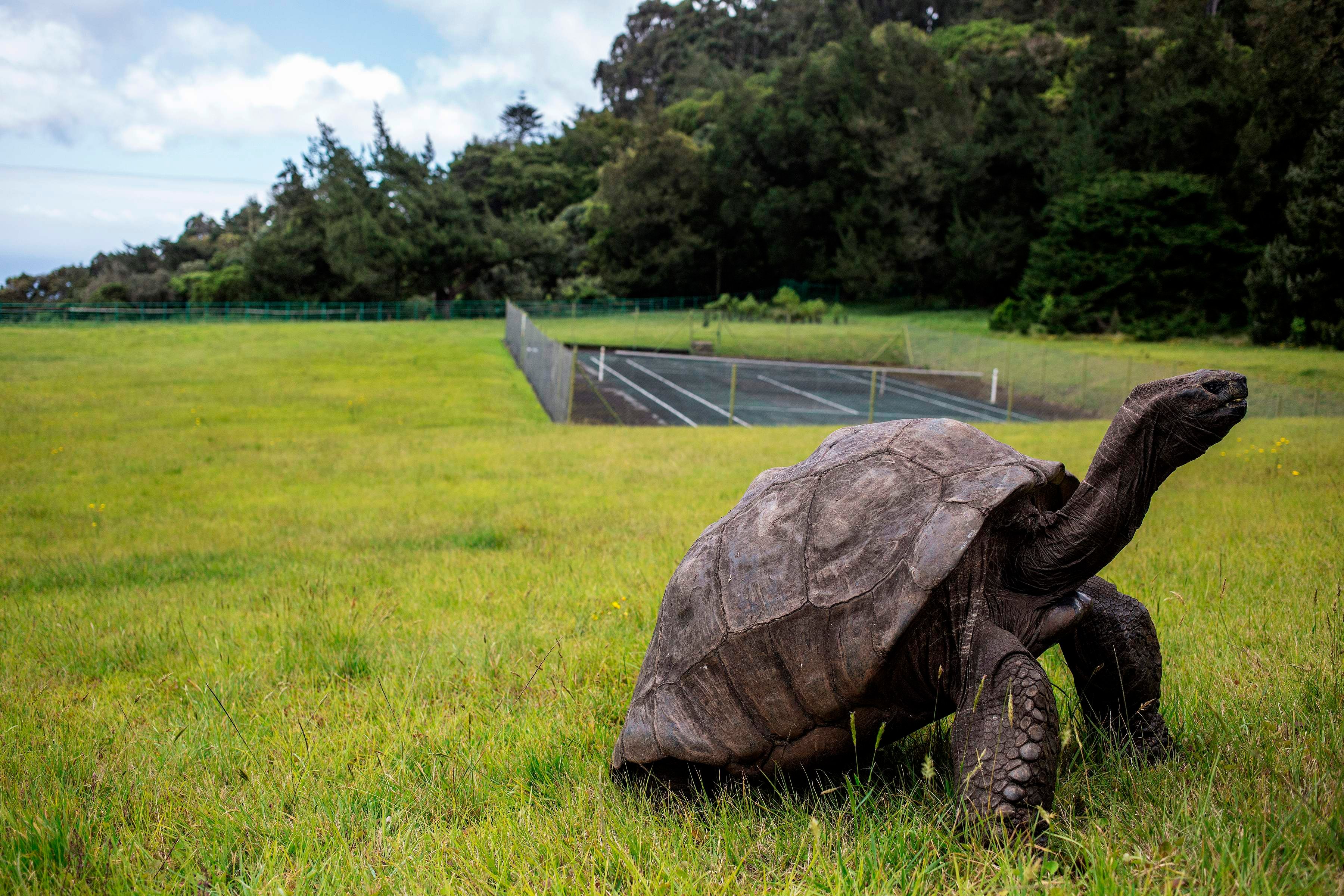 Download von www.picturedesk.com am 28.11.2022 (09:53).  Jonathan, a Seychelles giant tortoise, believed to be the oldest reptile living on earth with and alleged age of 185 years, crawls through the lawn of the Plantation House, the United Kingdom Governor official residence on October 20, 2017 in Saint Helena, a British Overseas Territory in the South Atlantic Ocean. / AFP PHOTO / GIANLUIGI GUERCIA - 20171020_PD5782 - Rechteinfo: Rights Managed (RM) Nur für redaktionelle Nutzung! Werbliche Nutzung erfordert Freigabe: bitte schicken Sie uns eine Anfrage.