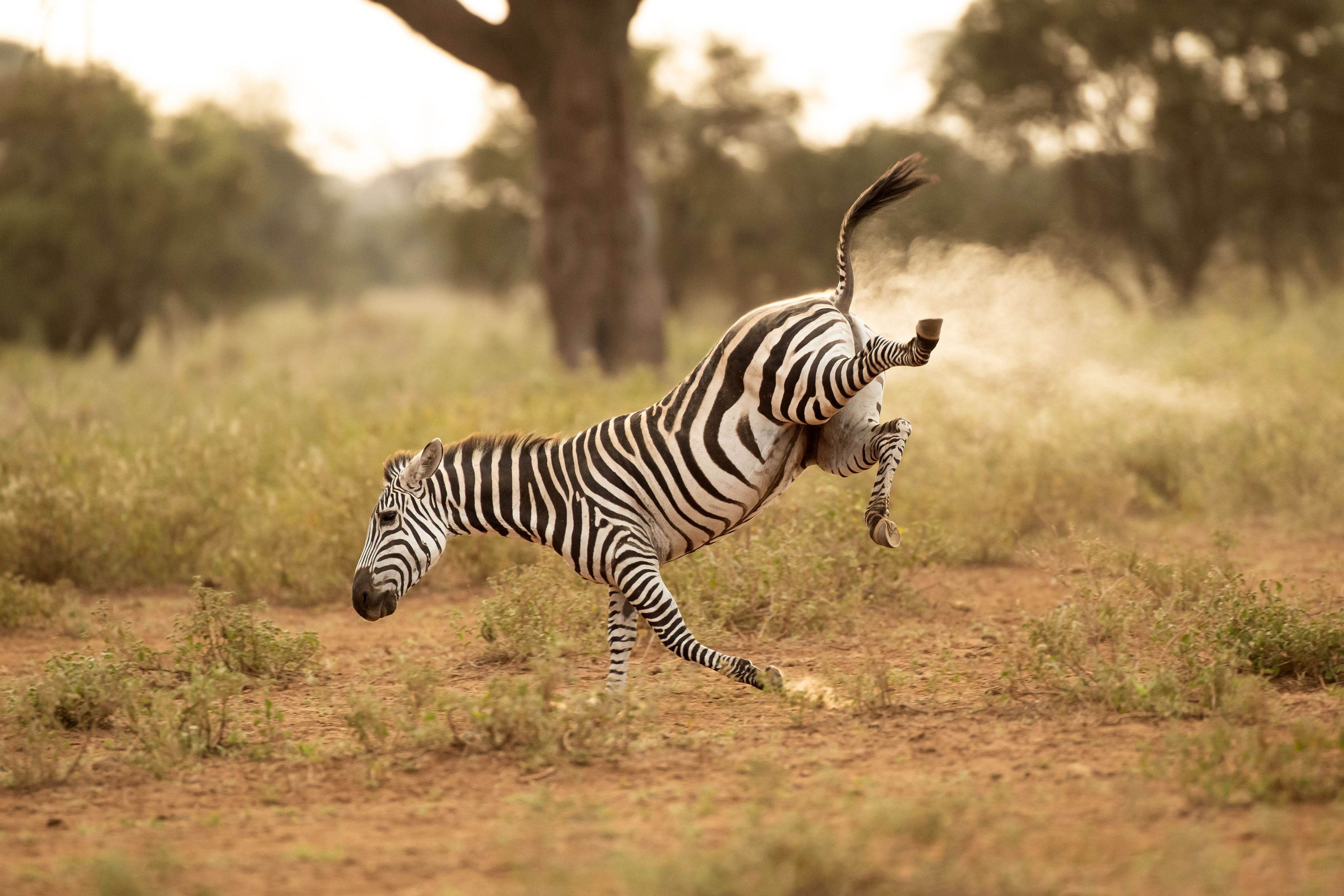 The Comedy Wildlife Photography Awards 2022 Vince Burton North Tuddenham United Kingdom  Title: Buck-a-roo! Description: A zebra does a great impression of the 80's children's game Buck-a-roo. It also looks like its been fart-powered :) Animal: Zebra Location of shot: Amboseli, Kenya