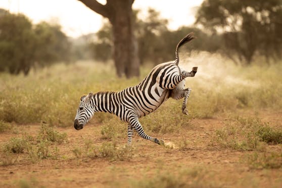 Der Brite Vince Burton hat diesen Schnappschuss in Kenia gemacht, sein Titel: Buck-a-roo! Tatsächlich sieht es aber auch so aus, als hätte das Zebra einen Furz-Antrieb.