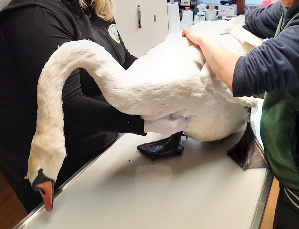 Der Schwan soll bald wieder zurück zu seiner Frau in den Bürmooser See.