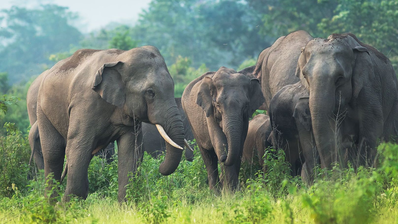 24 Elefanten bedienten sich in Indien am fermetierten Saft für das Schnapsgetränk "Mahua". 