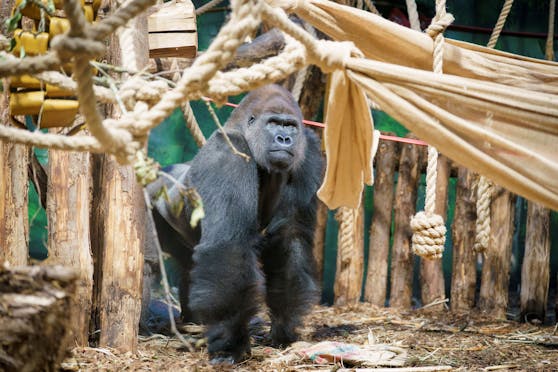 Kiburi nach seinem First-Class-Flug mit DHL im Londoner Zoo.