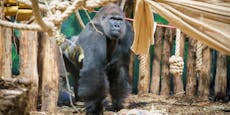 200 Kilogramm Gorilla mit DHL verschickt