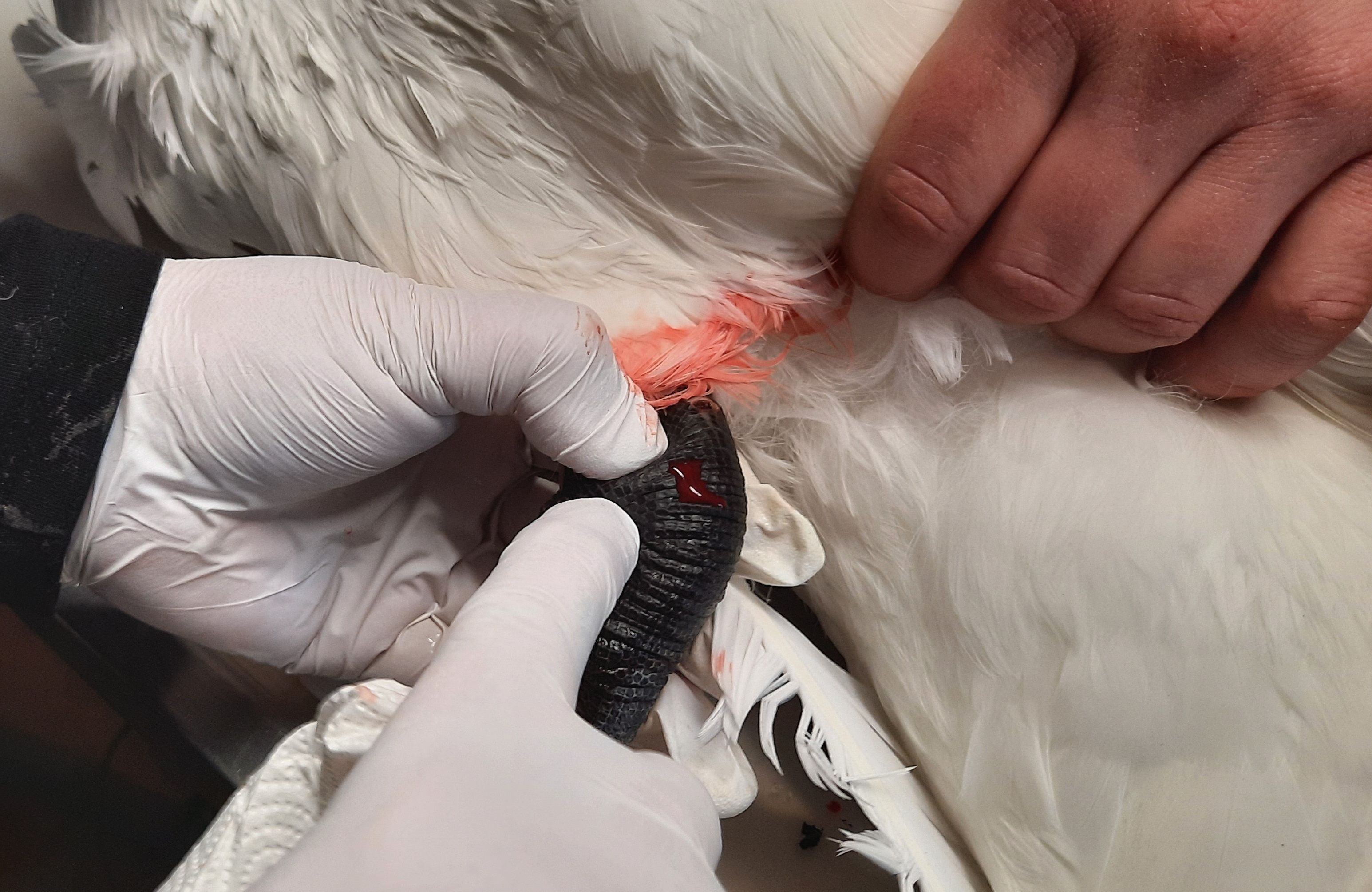 Das Bein des Tieres ist wegen einer infizierten Wunde stark geschwollen.