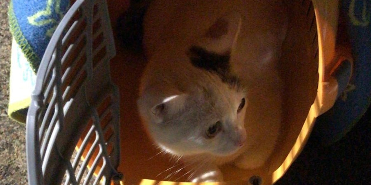 Niederösterreich – Herzlos! Katze bei Kälte in Box neben Straße ...