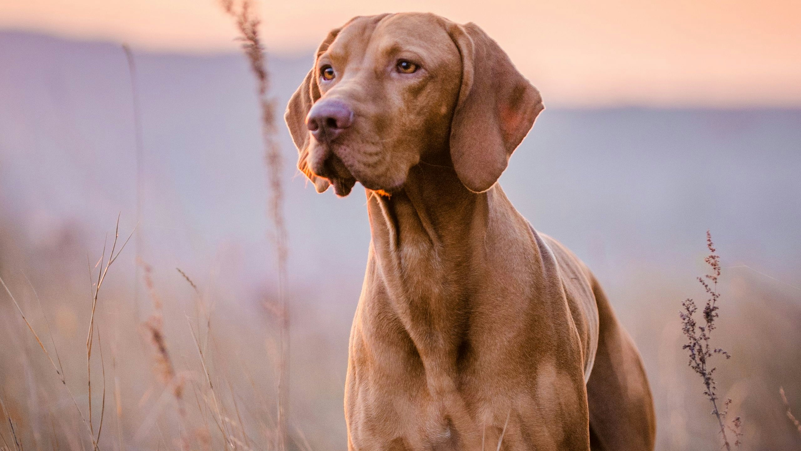 Ein Hund des Mannes, der auf einem Jagdausflug war, löste den Schuss einer Schrotflinte und traf ihn tödlich (Symbolbild).