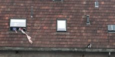 Katze springt aus Fenster – Rettung auf 15 Metern Höhe