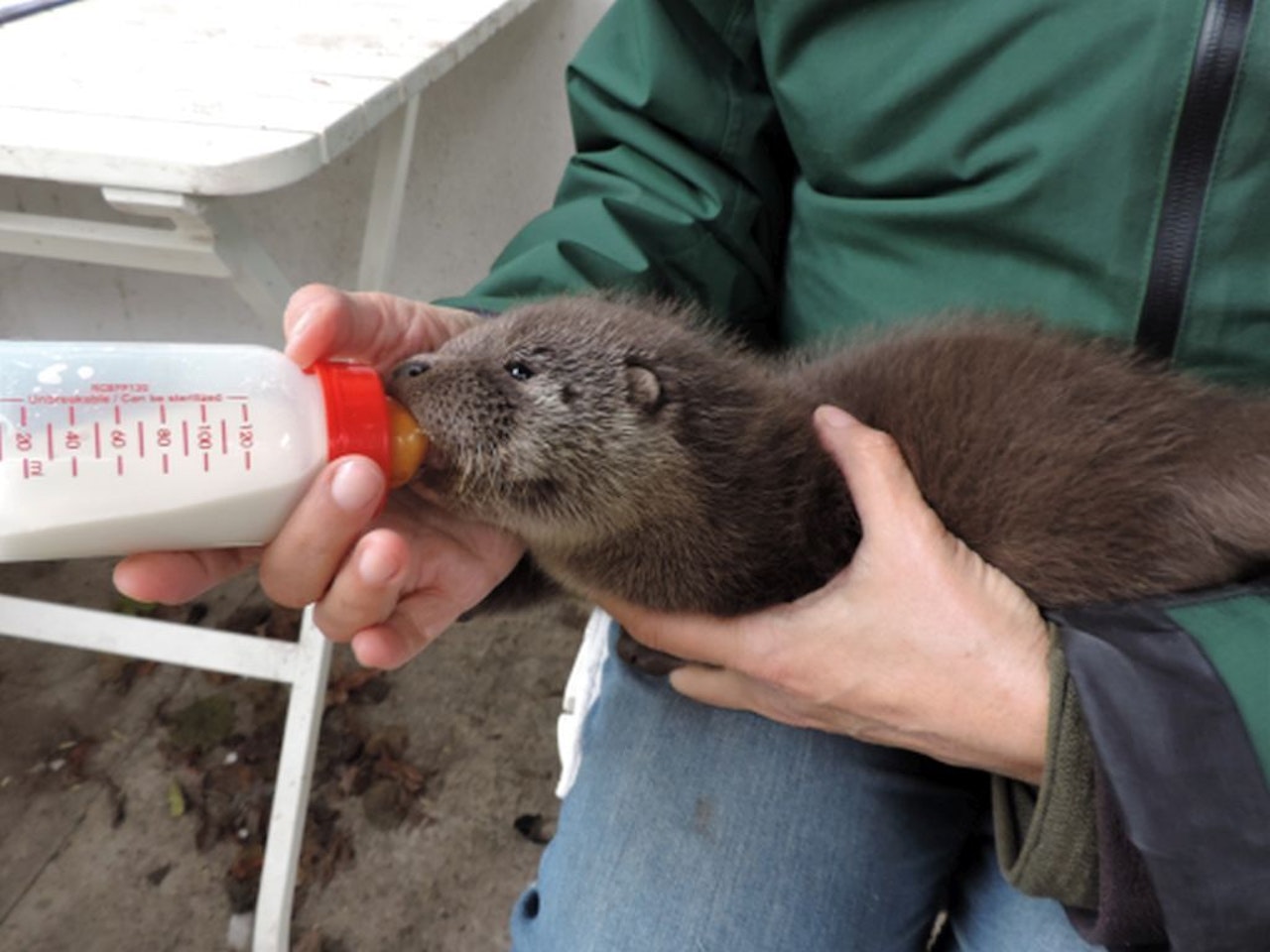 Heute.at - Weinendes Otterbaby Rudi von beherzter Frau gerettet
