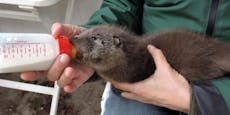 Weinendes Otterbaby "Rudi" von beherzter Frau gerettet