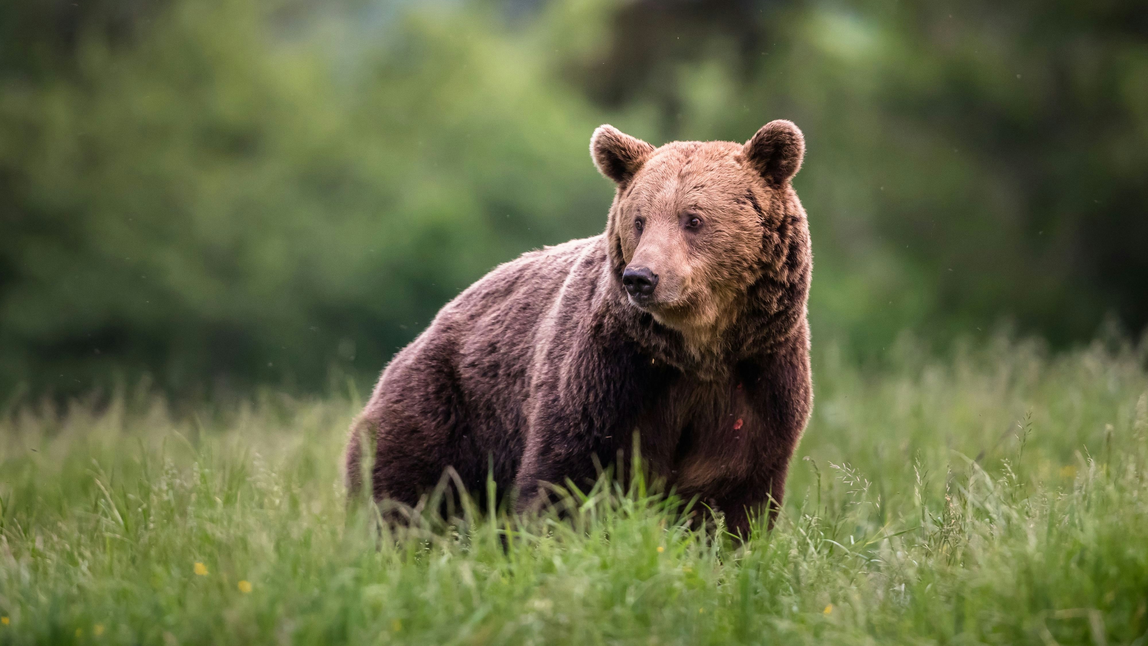 Large Carpathian brown bear portrait.  Animal wildlife.