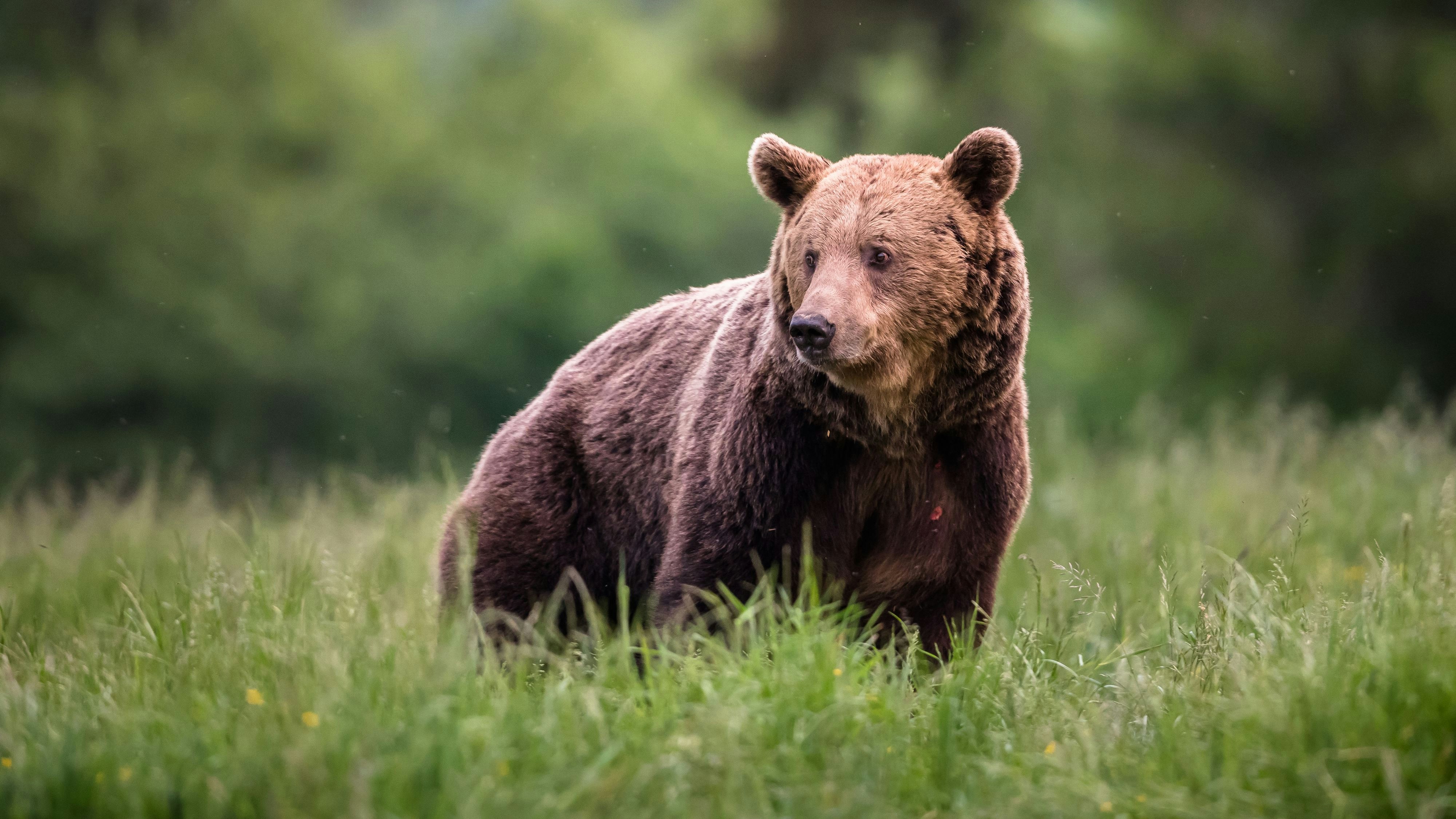 Large Carpathian brown bear portrait.  Animal wildlife.
