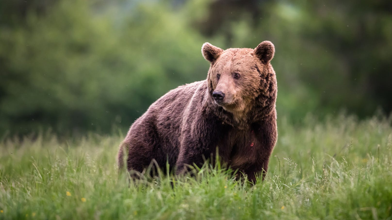 In Italien ist die Jagd auf Bären verboten, in Slowenien nicht.
