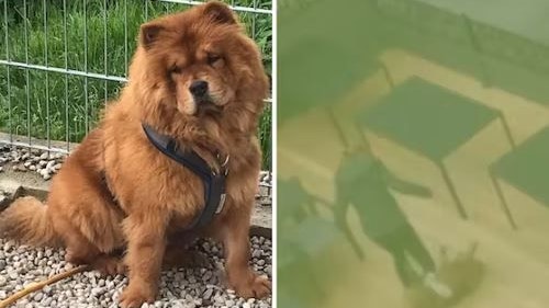 "Lucy" hatte Hämatome am ganzen Körper.