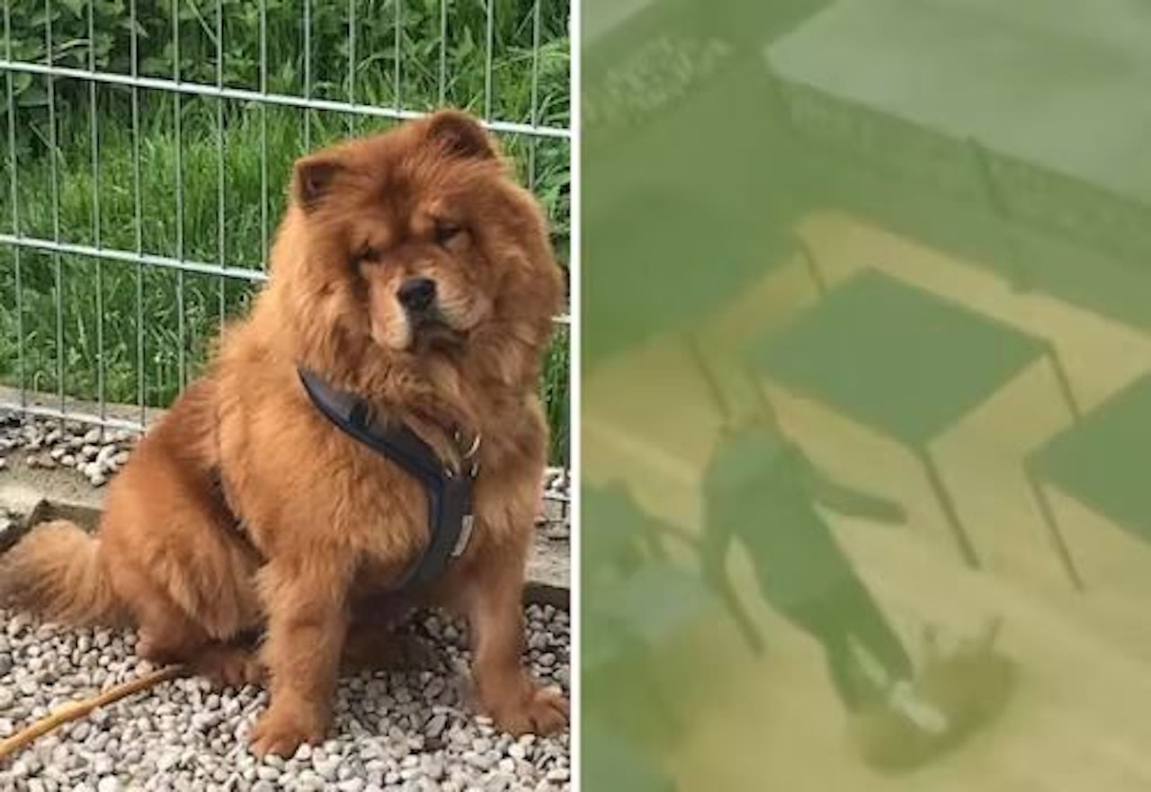 Heute.at - Pärchen tritt Hund – Gericht spricht Halteverbot aus