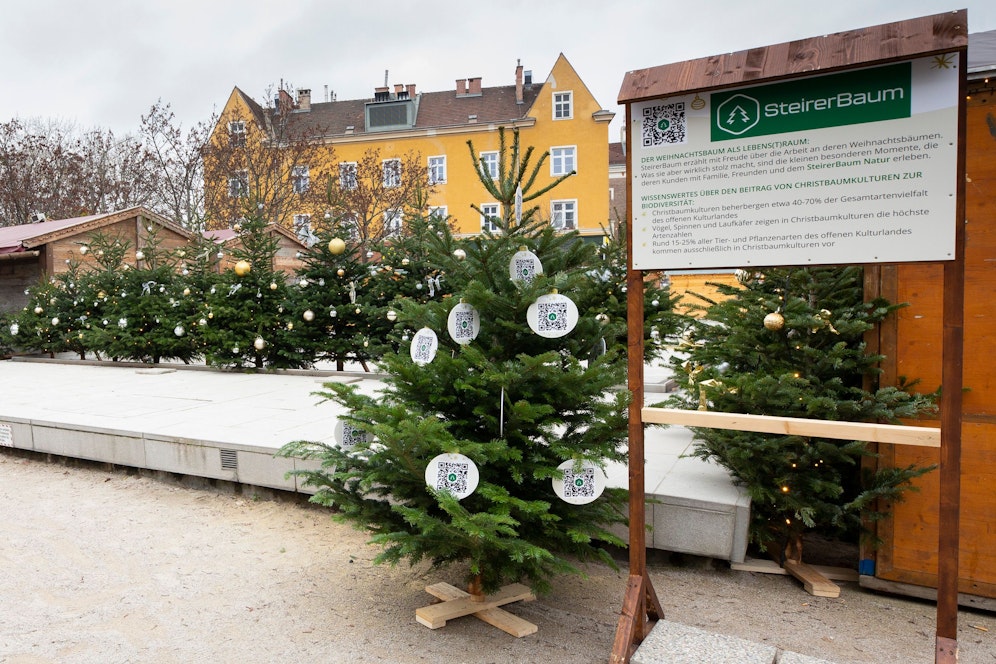 Nachhaltiger Christbaum von Steirerbaum 