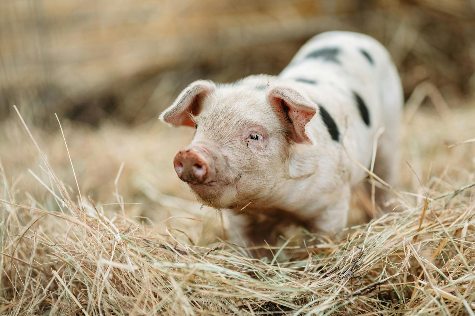 Das AMA-Gütesiegel wird im Bereich Schweinefleisch mit höheren gesetzlichen Standards aufgewertet.
