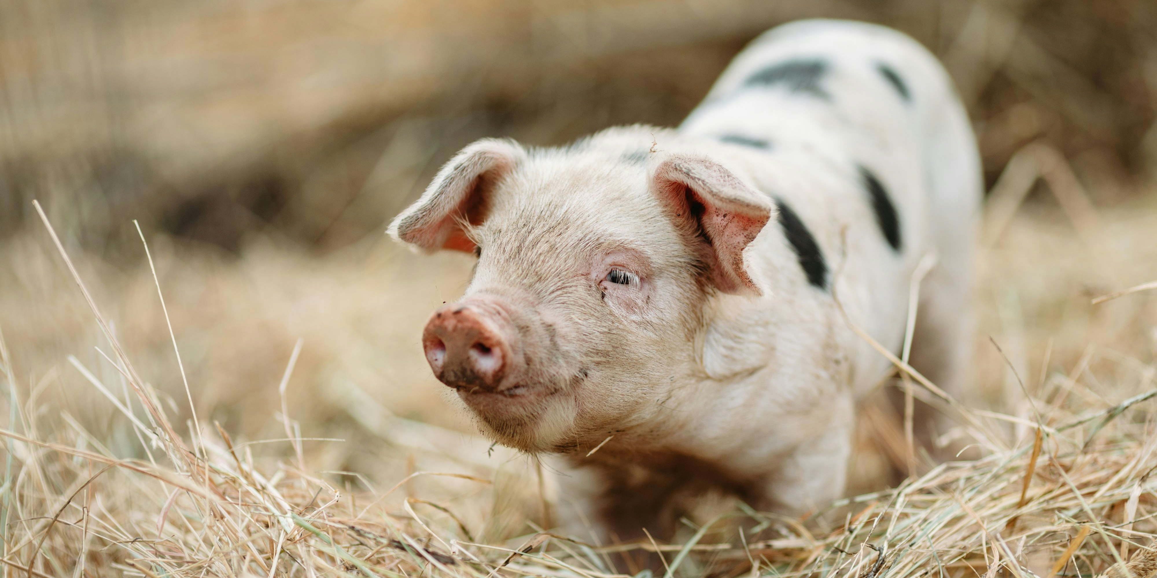 Obst und Gemüse sollten Schweine sehr wohl essen, doch keinesfalls vergoren als Schnaps.