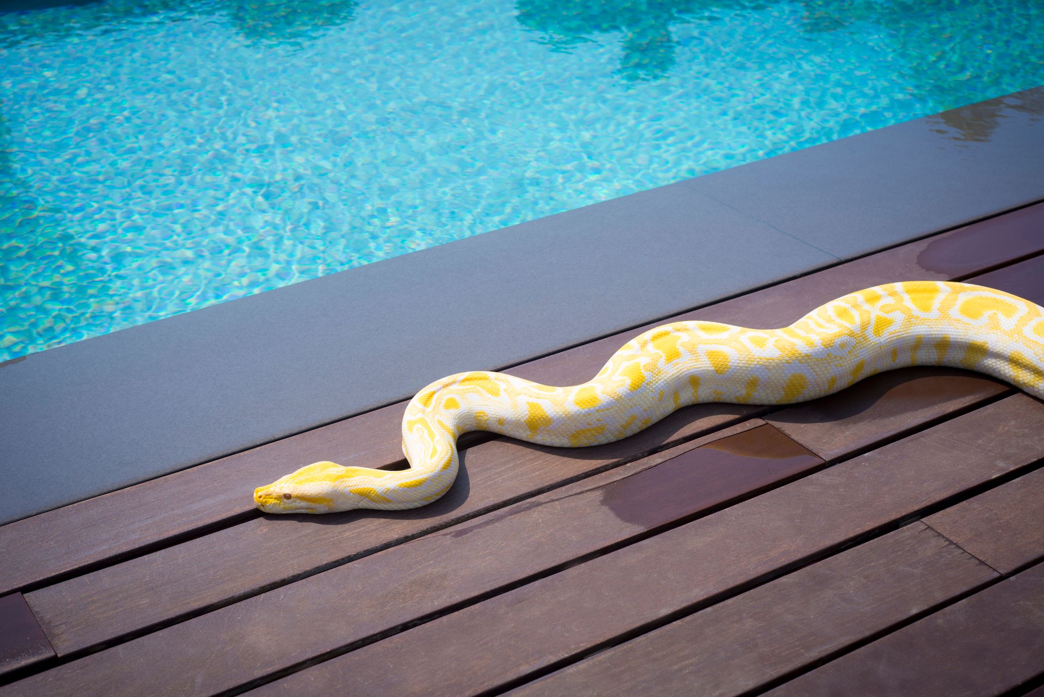 Ein Python schnappte sich einen kleinen Buben und zog ihn ins Wasser. 