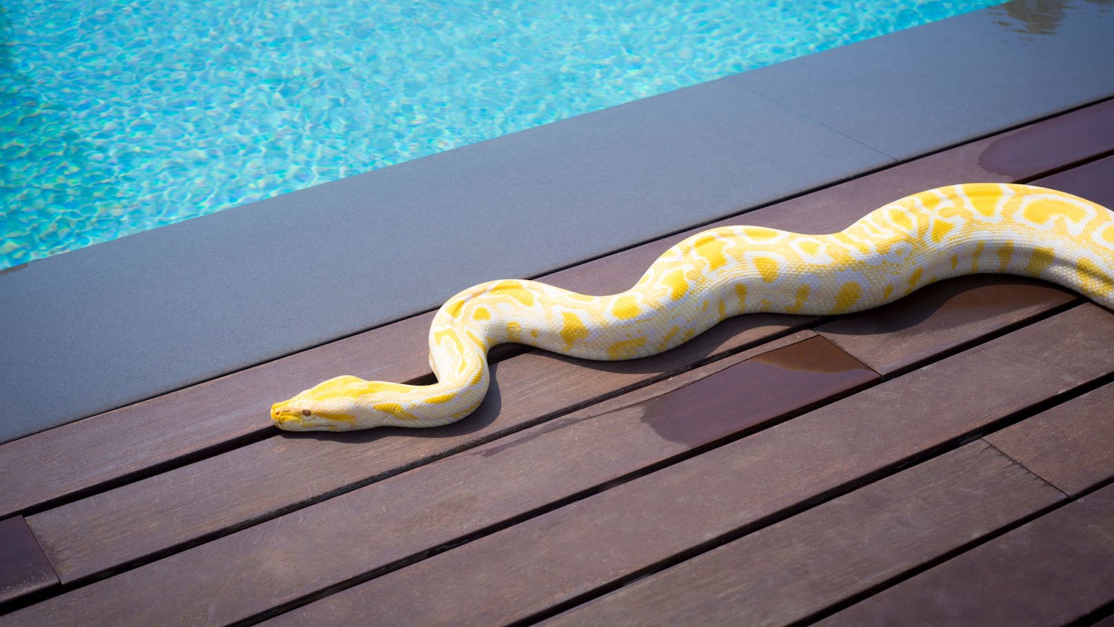 Ein Python schnappte sich einen kleinen Buben und zog ihn ins Wasser. 