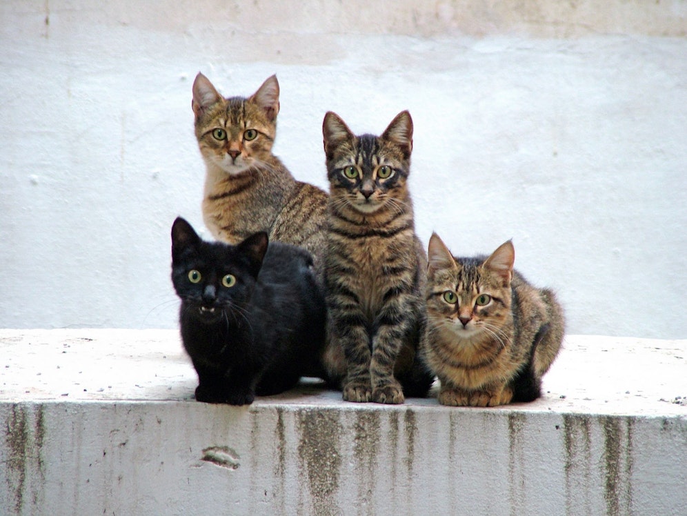 Schätzungen zufolge fallen in Vietnam jedes Jahr bis zu einer Million Katzen dem illegalen Wildtierhandel zum Opfer. (Symbolbild)