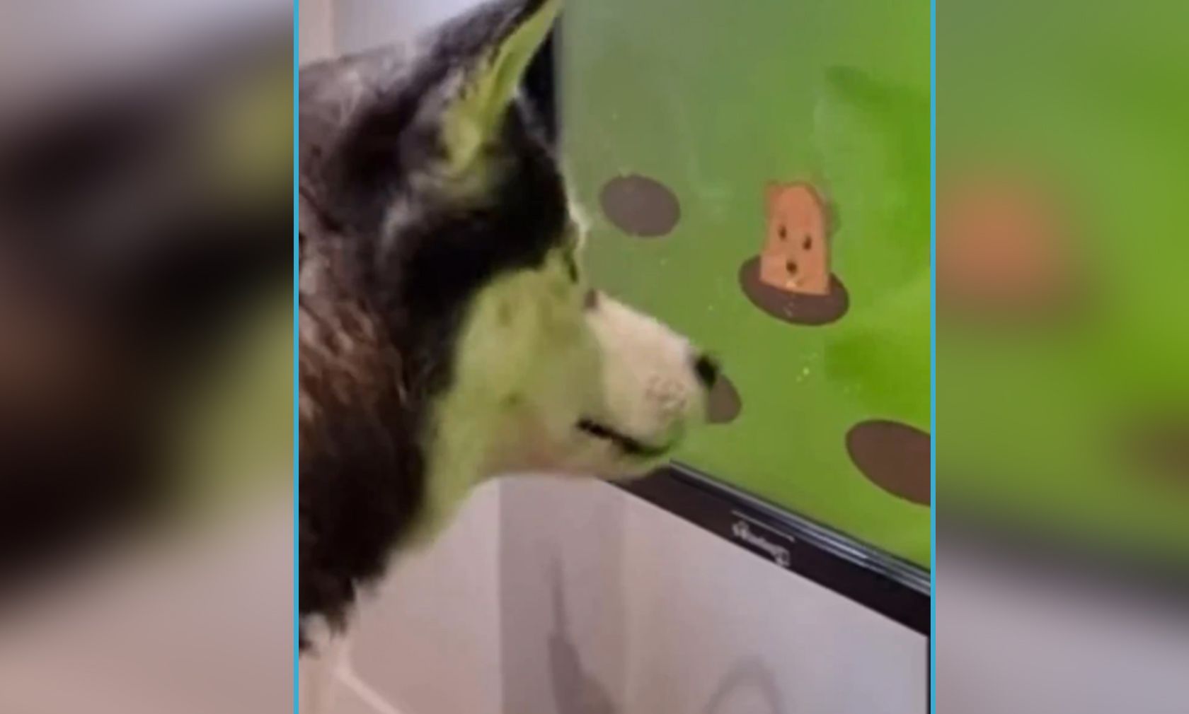 "Joipaw" ist eigentlich die erste Playstation für Hunde und soll bald am Markt erhältlich sein. 