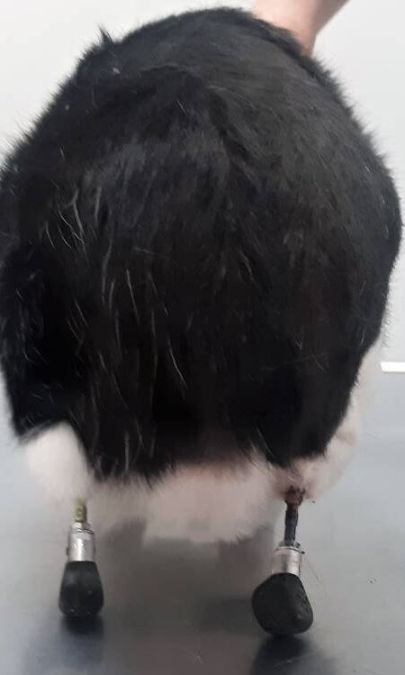 Kater "Pauli" kann dank Prothesen aus dem 3D-Drucker weiterleben.