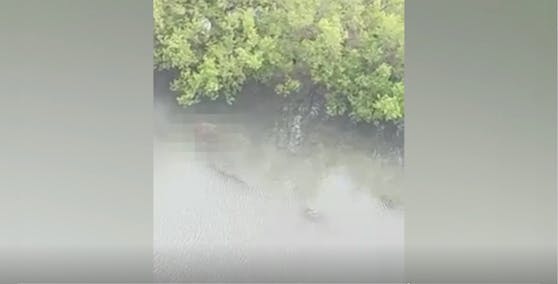 Ein Krokodil riss in Malaysia ein Kleinkind (1) aus einem Ruderboot: Augenzeugenvideos zeigen den Vorfall.