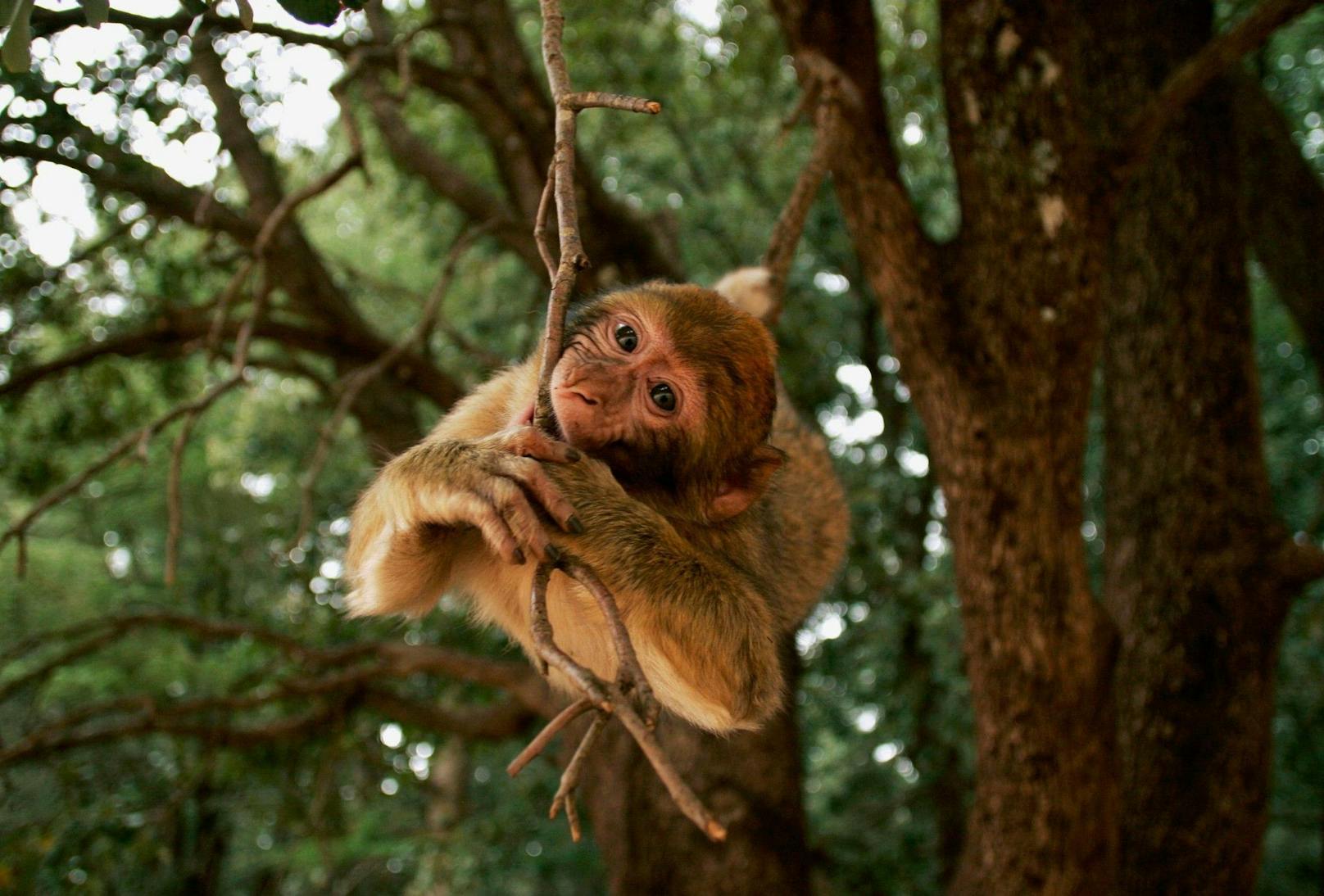 Im Februar 2022 wurde bekannt, dass von den rund 23 Makaken-Affen, die für die Implantat-Experimente ausgewählt wurden, nur noch sieben lebten. Die Affen sollen laut einer Tierschutzorganisation gequält worden sein, einige wiesen Hirnblutungen oder Geschwüre auf.