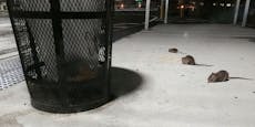 New York sucht Rattenfänger – der Lohn ist gewaltig