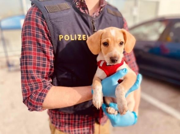 Die Polizei konnte den Welpen unversehrt an einen Amtstierarzt übergeben. 