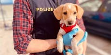 Polizei rettet Welpe vor mutmaßlichem Tierquäler (42)